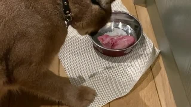 funny|prank|jokes|funny jokes|dad jokes|funny memes|funny video|fun|laughing|funny animal|knock