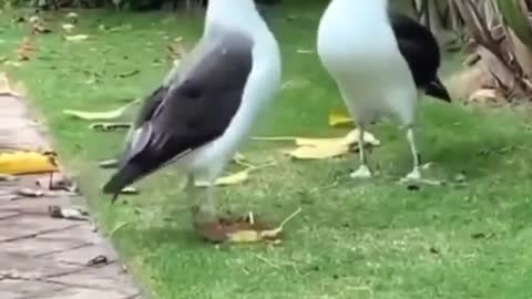 Funny birds chatting