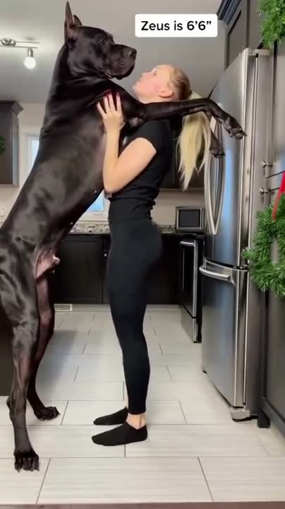 A Dog Trying To Stand On Its feet