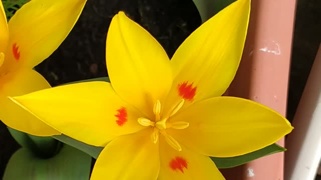 Beautiful mini tulips open up for sun