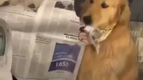 dog newspaper eating funny 😆🐕... #Short video