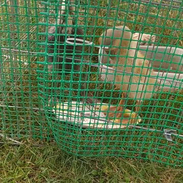 Ducks and their chicken