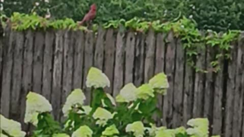 Northern Cardinal