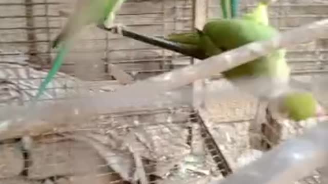 New Video Of Birds By Kingdom Of Awais