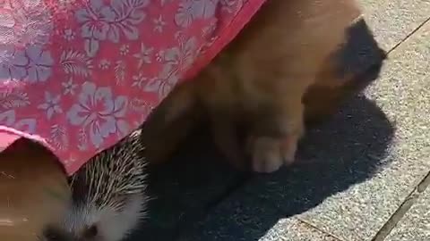 hedgehog plays with puppies on streets