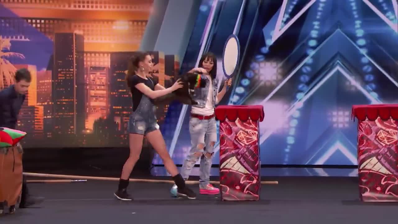 Trained and amazing cats in the talent show