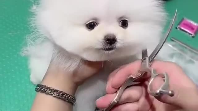 Cute pets , cute dogs hair cutting