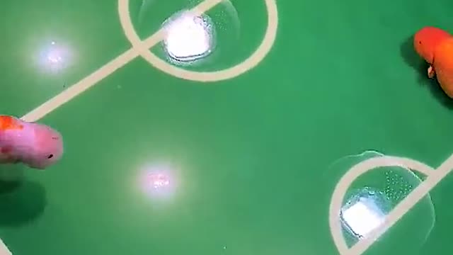 Soccer goldfish