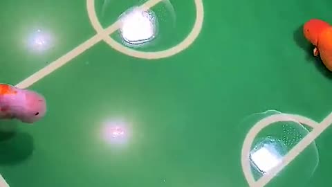 Soccer goldfish