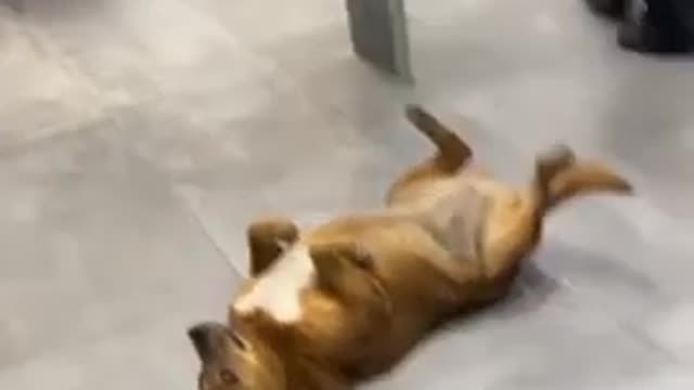This Dog Just Can't Stop Loving His Owner, Even When They're Apart#dog #shorts