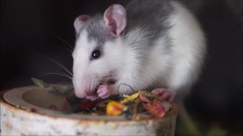 Hungry Mouse