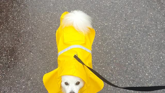 Puppy wearing a raincoat