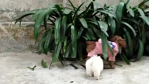 grass eating puppies