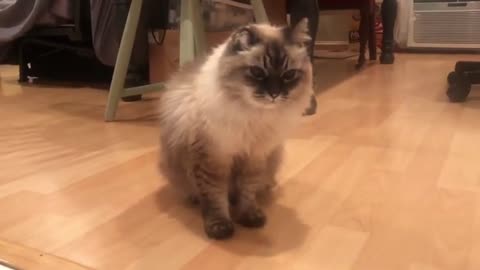 Siberian Cat Meows because She Is Hungry