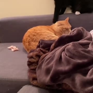 funny cat playing. shorts. #shorts