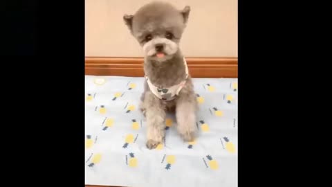 animal lover - cute funny baby pets