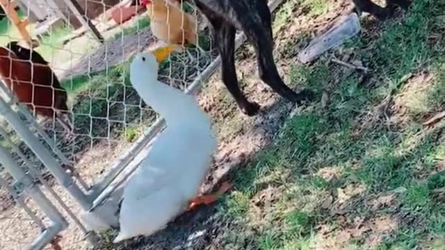 Duck Pecks at Dog's Behind