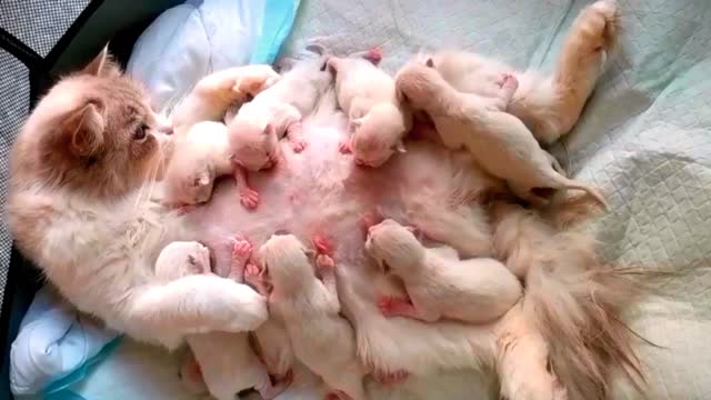 Cat gave birth to many babies