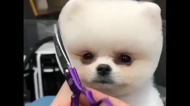 Cute Pet Its Time To Hair Cut