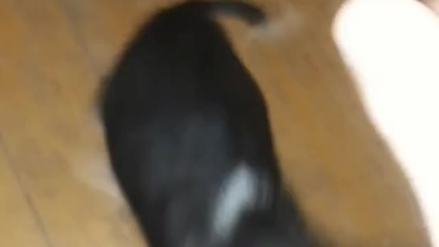 My dog dancing