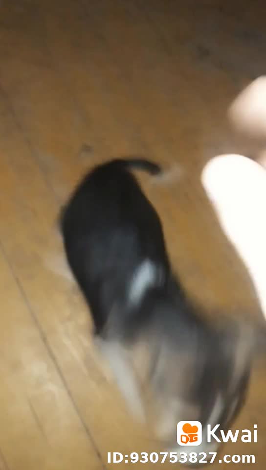 My dog dancing