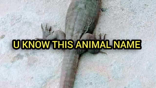 Any one know this animal name