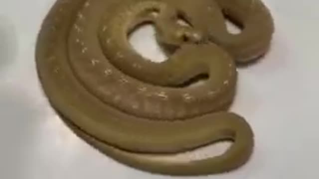 Incredible snake move