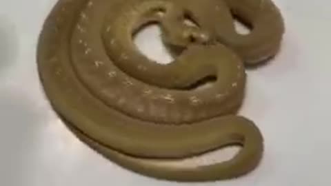 Incredible snake move