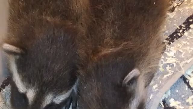 Raccoon babies sleeping