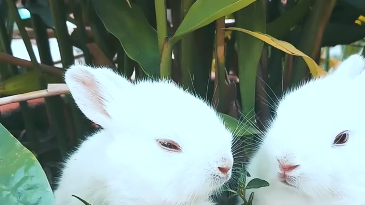 Lovely rebbit 😄