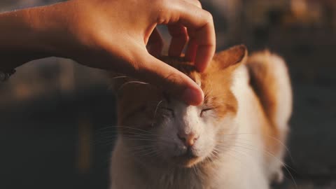 Cute cat having some love