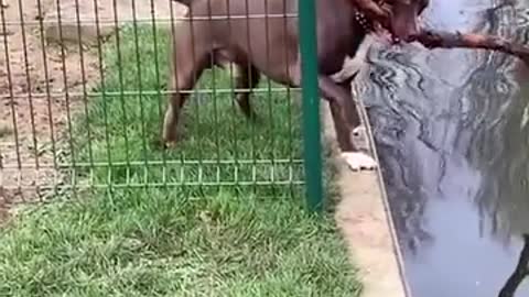 Clever Dog Escaping Video