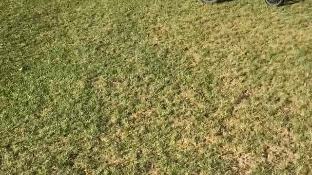 Running in the field