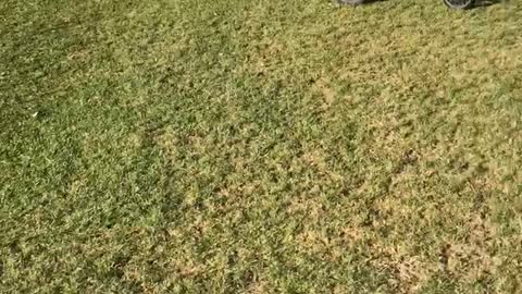 Running in the field