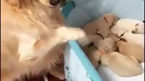 best video cat cute baby