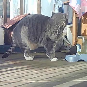 EA S80 - Cinnamon; Good Food