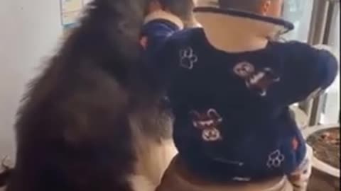 Funny Animals Videos