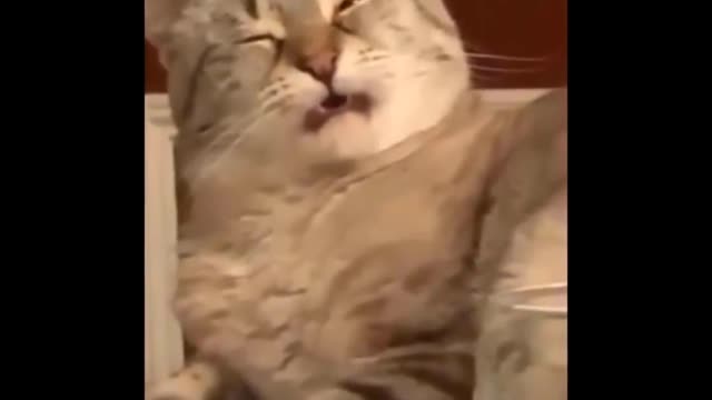 Cat smells it's own feet and she regrets it
