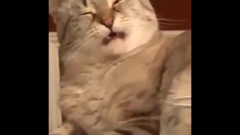 Cat smells it's own feet and she regrets it