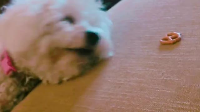 Dog struggles and threatens human