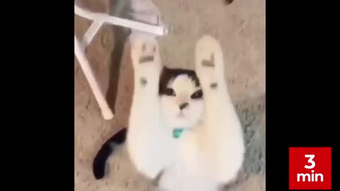 Funny Cats