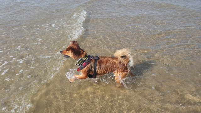 Bo & Roo try a dip in the Irish Sea ; Cute !