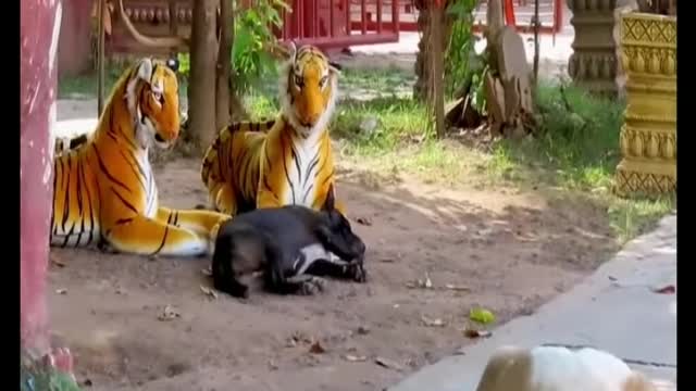 Prank animals