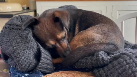 Bold Inca chilly & wet leaped onto kitchen table to bed in my sweater