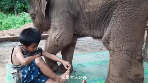 obedient baby elephant