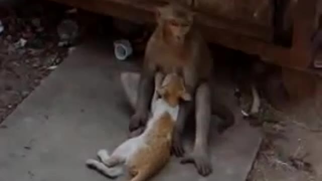 Cats nurse with dogs