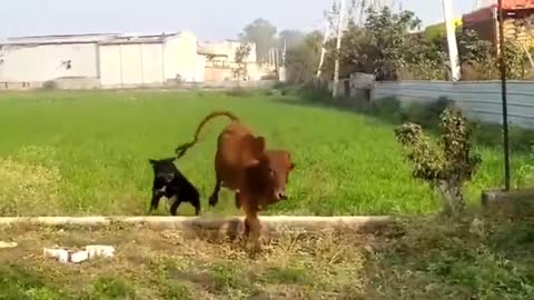 Dog's attacking humans - Funny but scary