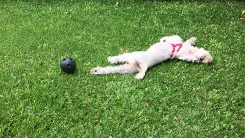 Watch This Cute Little Puppy Getting Laid And Playing On The Grass!