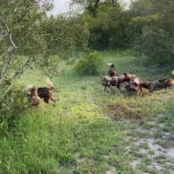 Wolf Fails To Catch Gazelle In Epic Safari Footage