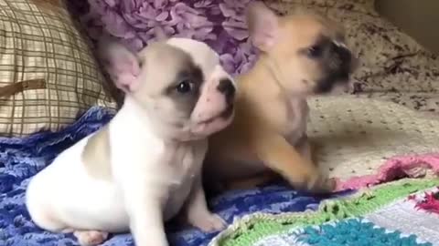 Funny Dog Videos 2021 It's time to LAUGH with Dog's life83